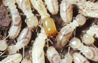 揭東哪里有治白蟻的師傅