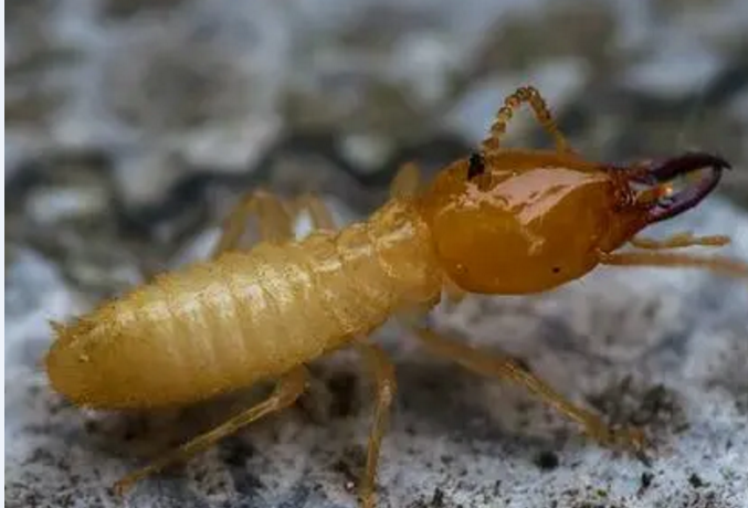 揭西白蟻防治站是在哪里